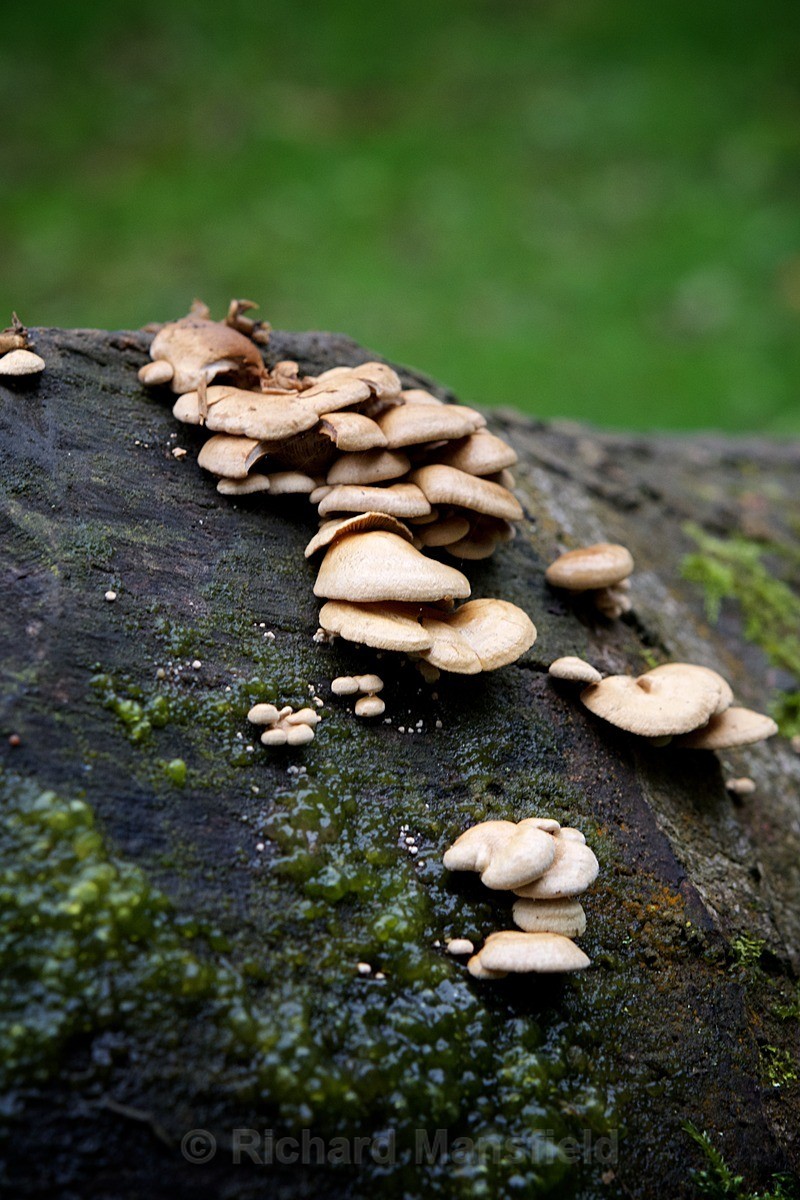  - Funghi