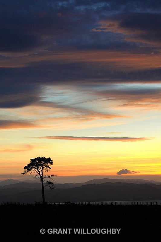  - Scots Pines