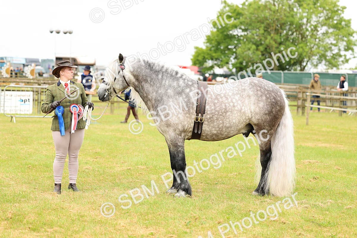 SBM_00660 - Class 58-67 - M&M Non Welsh Pony In hand