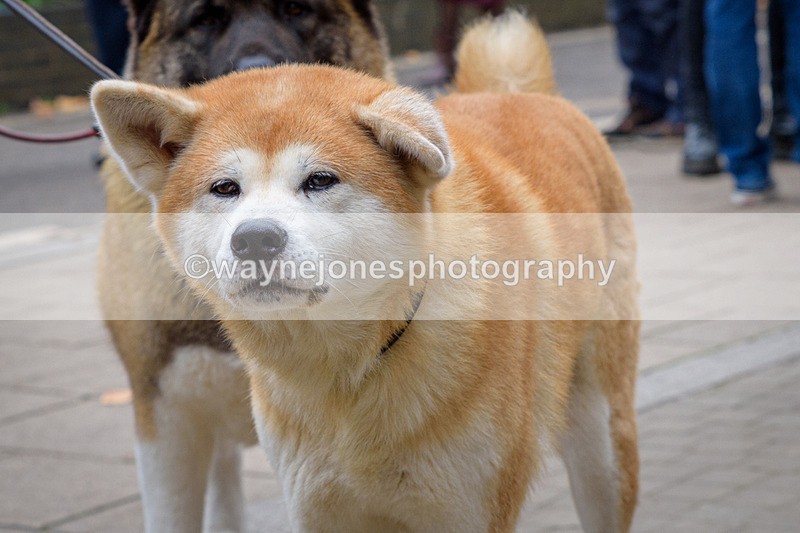 NGP_8341 - 2024 Animals in War Remembrance Gathering