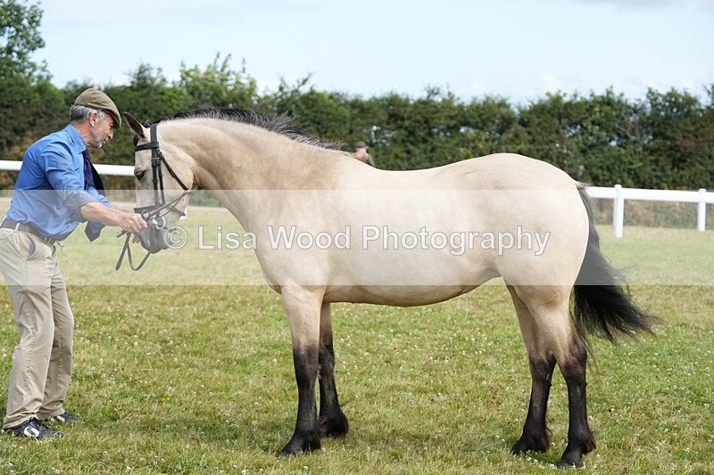 DSC05816 - Class 51: NPS M&M 4 years and over Large Breeds