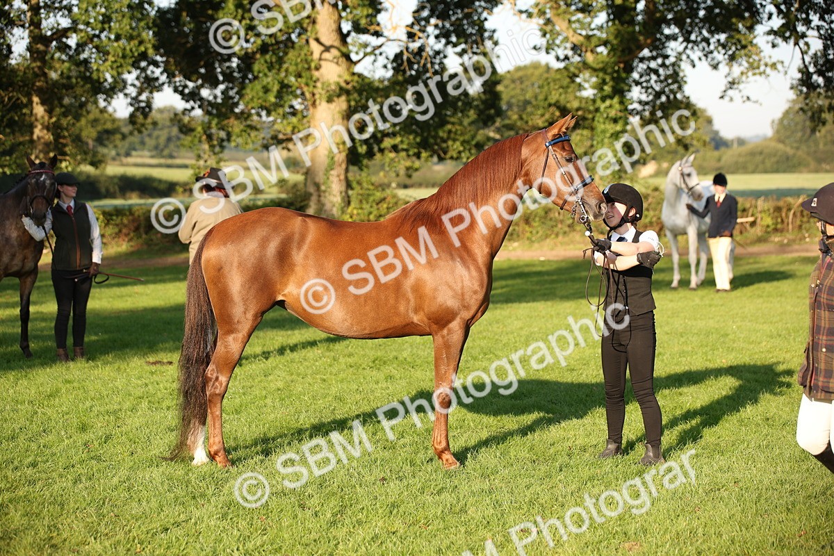 SBM_57564 - S50 - Foreign Breeds In Hand
