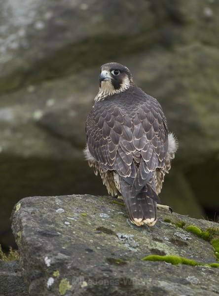  - PEREGRINE FALCONS