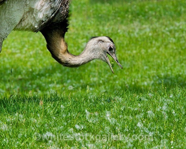 Ostrich - Wildlife and Animals
