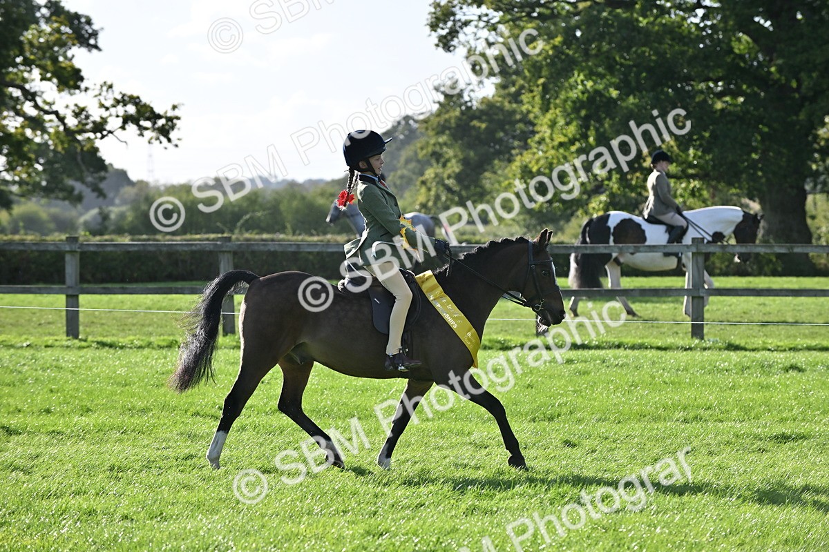 SBM_51298 - S22 - First Ridden show and show Hunter Pony