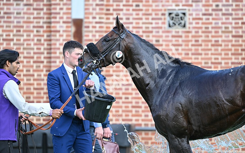 220826-020 Ridari - Race 1 13.50pm Sky Bet Strensall Stakes