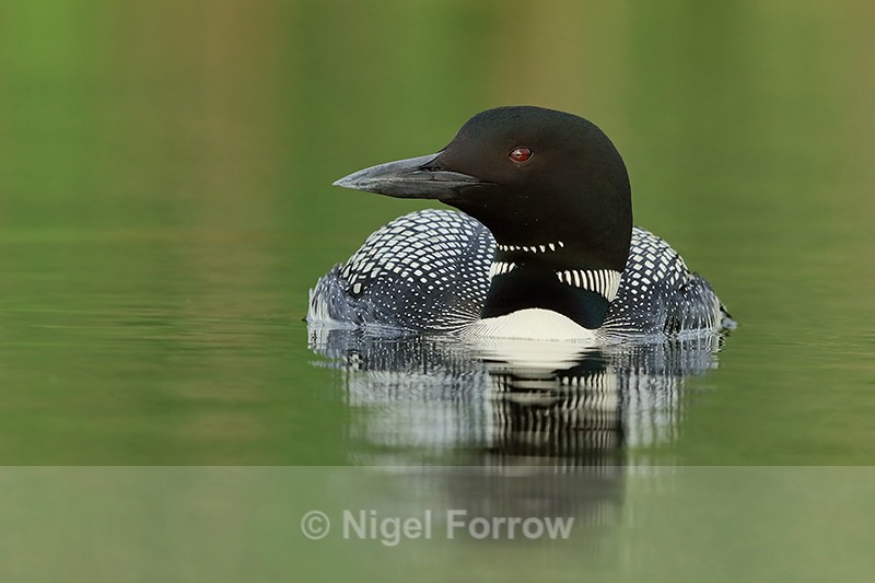 Common Loon, green water background, Minnesota - Great Northern Diver