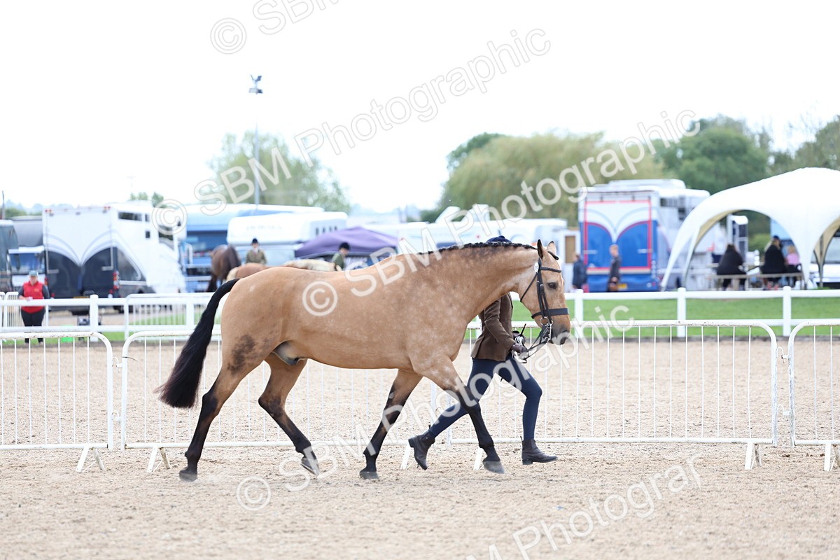 SBM_15335 - Class 312 - IH Competition Horse-Pony