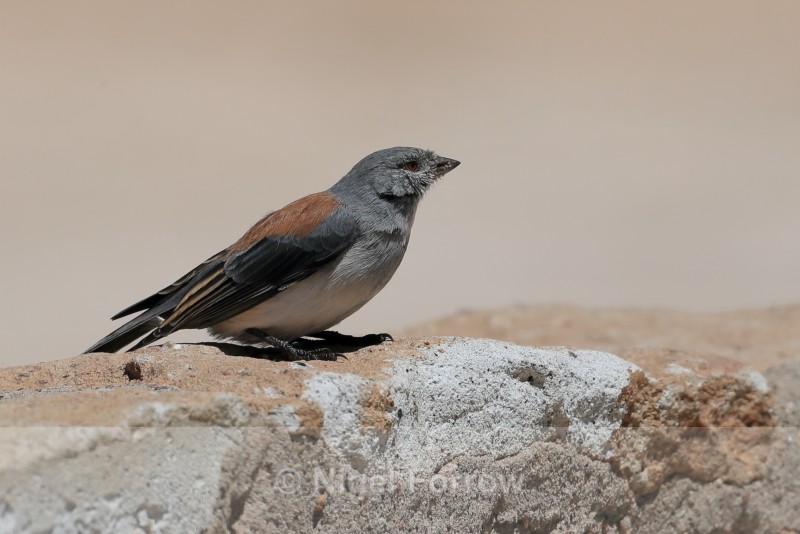 Red-backed Sierra-Finch, El Tatio Geyser Field, Chile - Red-backed Sierra-Finch