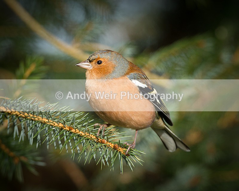 20121118-_MG_1568 - Chaffinch