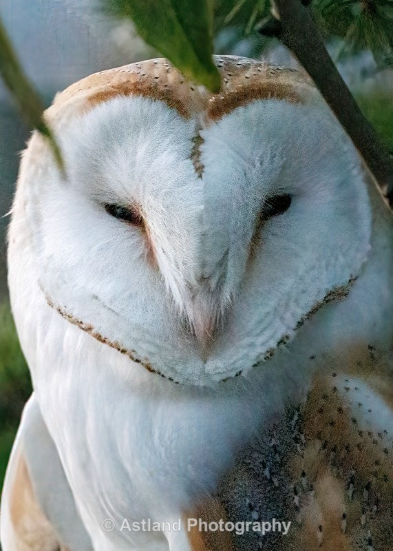 Barn Owl - Latest Images