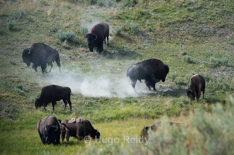  - Yellowstone