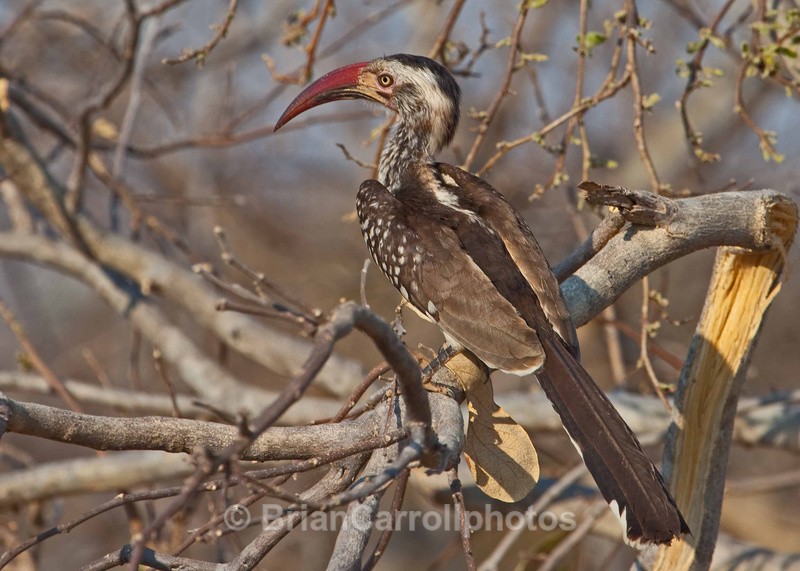 Redbilled Hornbill - African Safari Tour 09 Zambia, Botswana,Namibia & South Africa