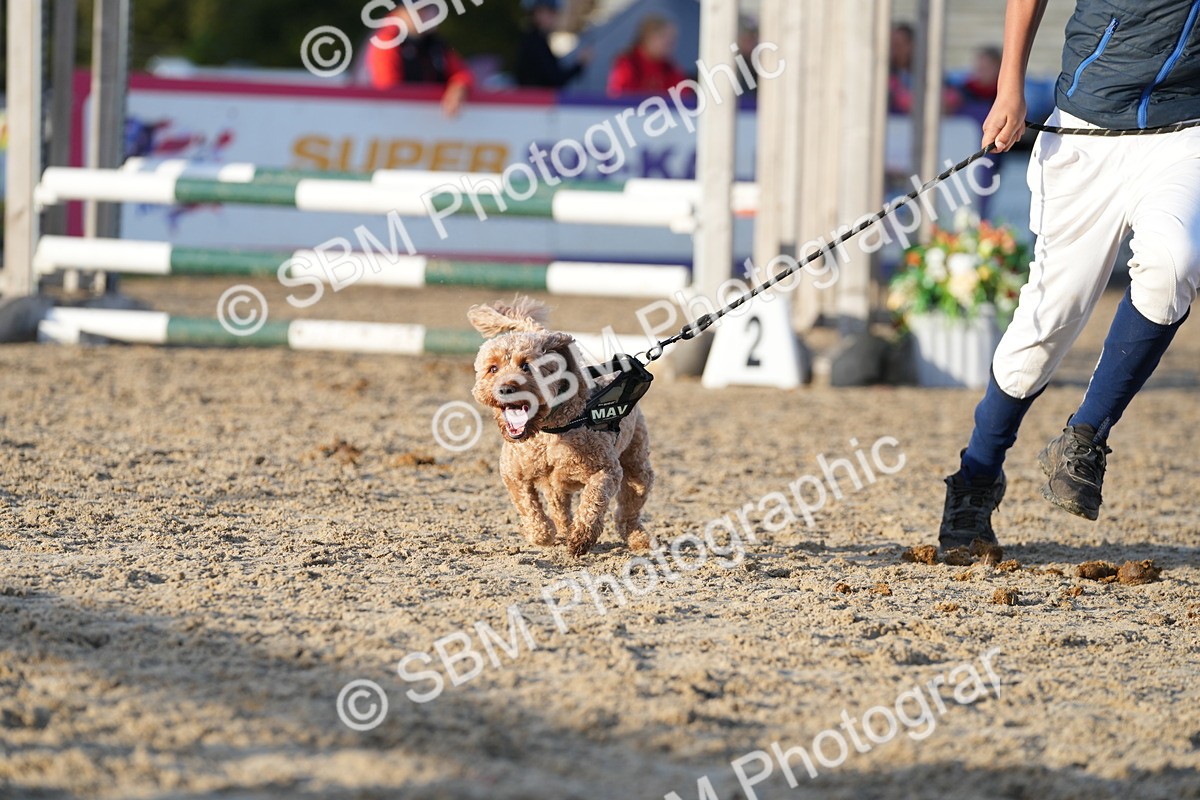 SBM_29446 - J44 - Horse & Hound Open 70cm