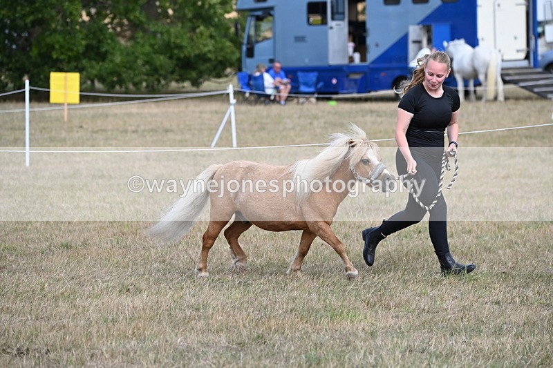 WJ6_6896 - Class 21 Shetland & Mini Horses