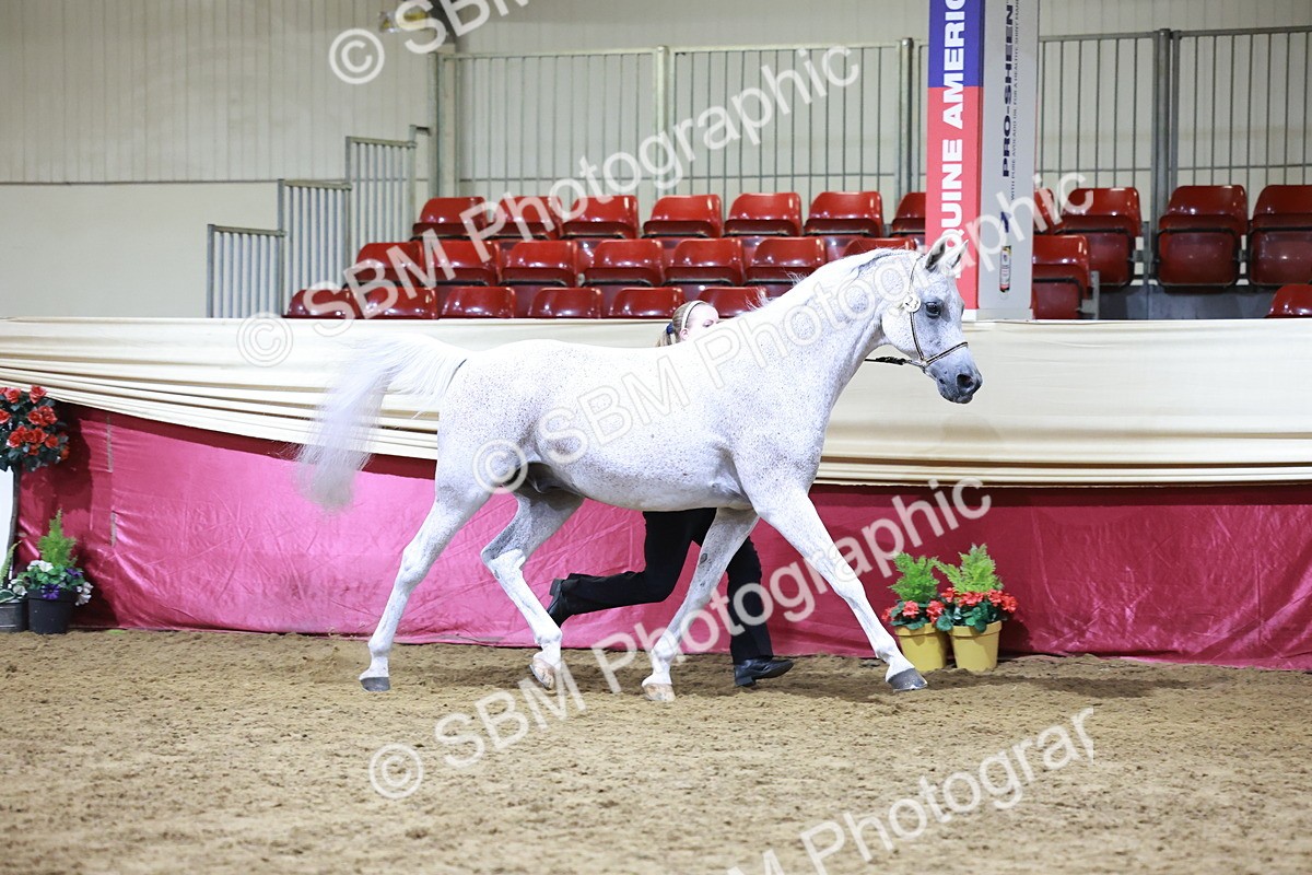 SBM_20680 - Class J - Foreign Breeds Champ