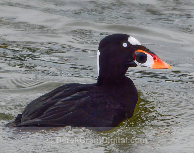 Surf Scoter - Mature Male - Birds of Atlantic Canada