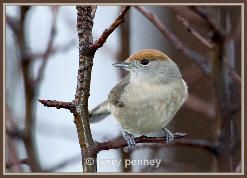 Blackcap - female (Sylvia atricapilla) - Birds