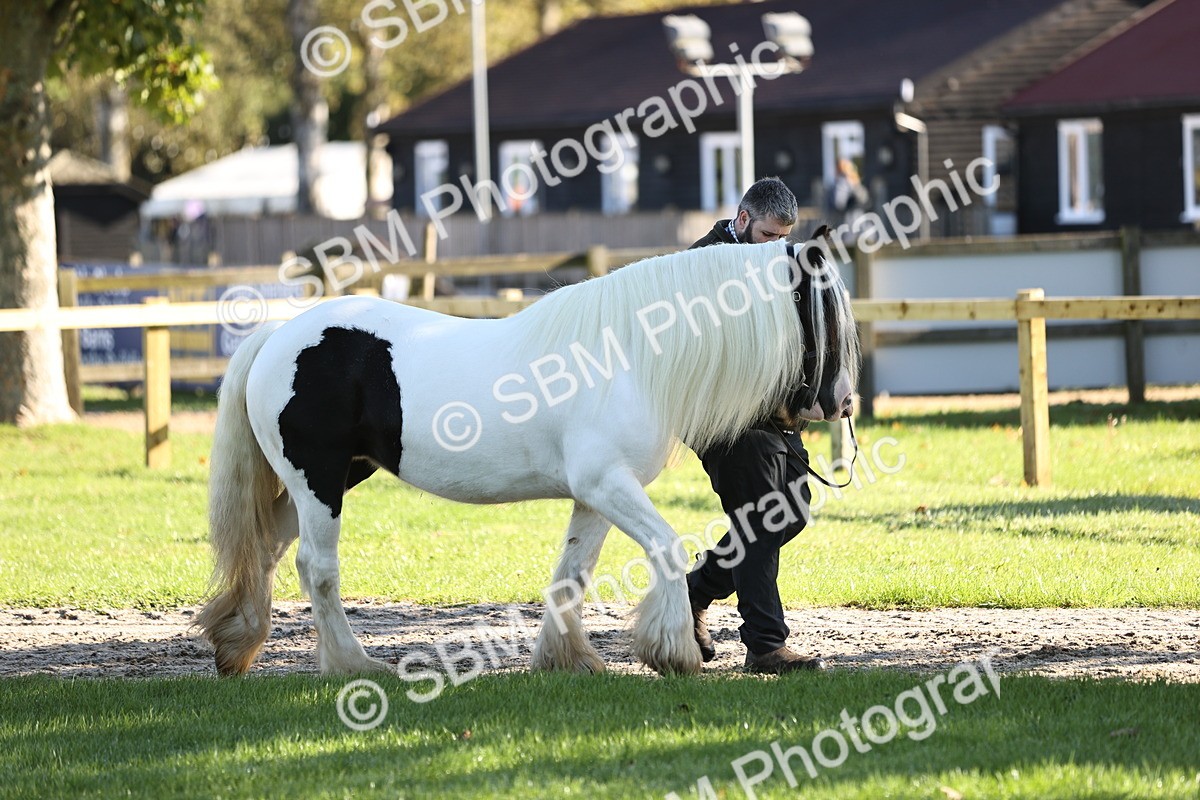 SBM_15828 - S1 - TSR in Hand Horse & Pony Showing