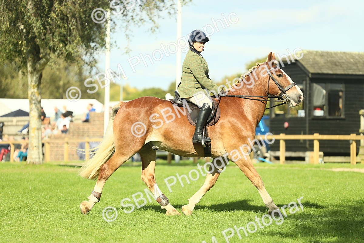 SBM_48099 - S32 - Novice & Newcomers Working Hunter