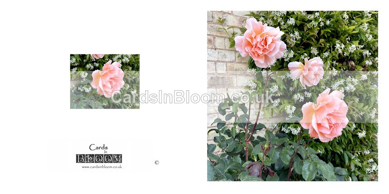 041 Peach Rose - FLORAL GREETING CARDS