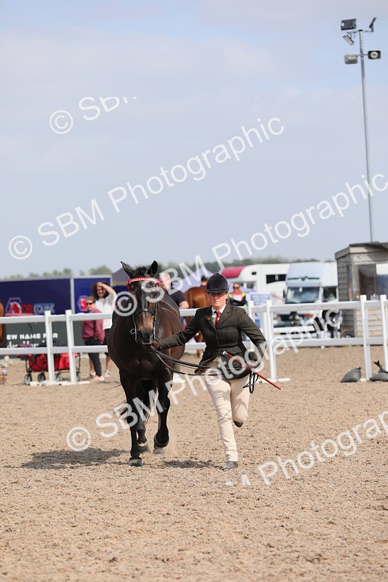 SBM_15800 - Class 312 IH Competition Horse/Pony