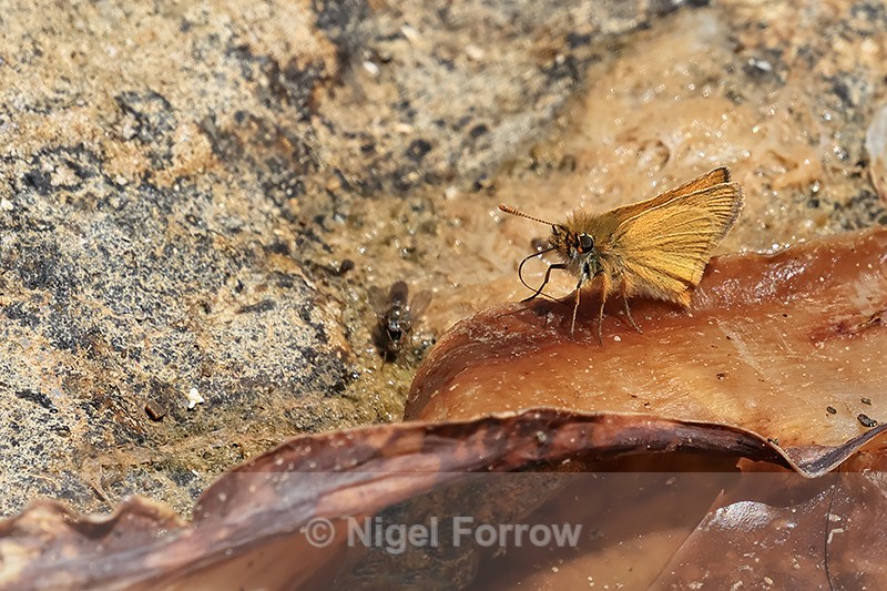 Small Skipper, Seacombe Bottom, Dorset - INSECTS