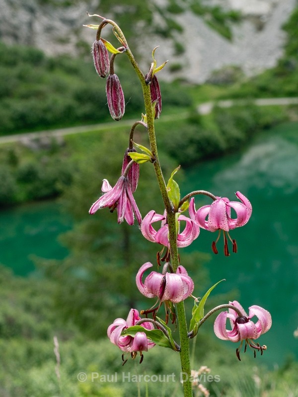 Martagon lily[ or Turk's cap lily (Lilium martagon)   - Flowers in the Landscape