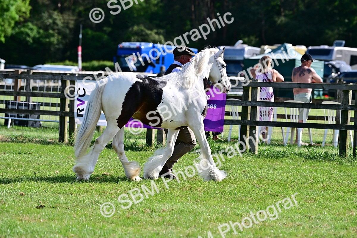 SBM_10062 - Class 63-65 - Traditional Gypsy Cobs In Hand & Ridden