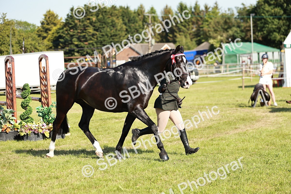 SBM_19275 - Class 115-116 - LIHS BSHA Rising Star Working Hunter & Show Horse