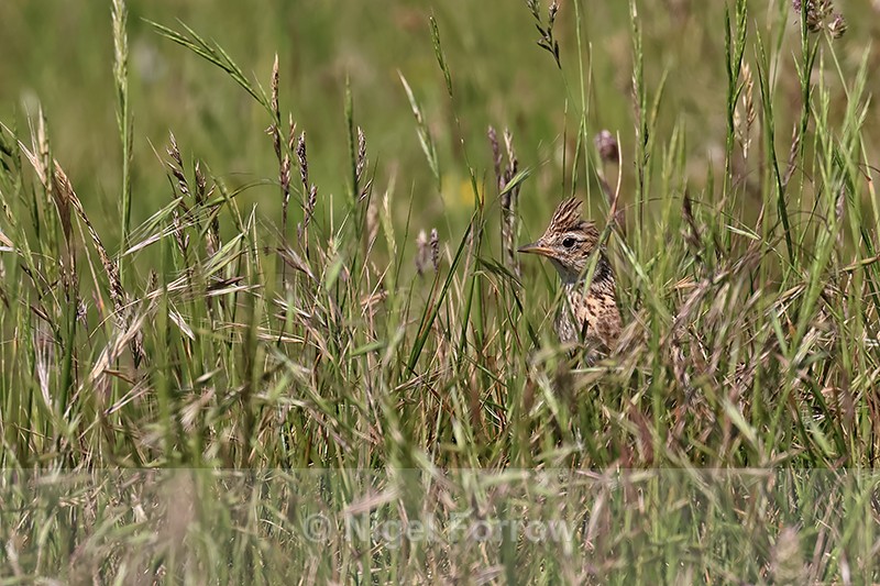 Skylark, crest raised, in grass, Dorset, UK - Skylark