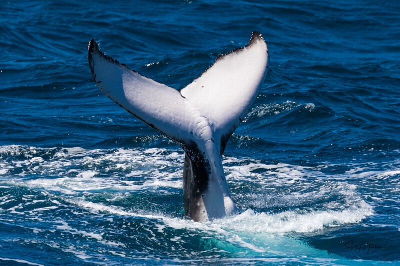 Fluke 2 0A3A6765 - Humpback Whales