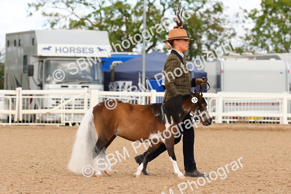 SBM_10270 - Class 206 - IH Non Show Type Pony