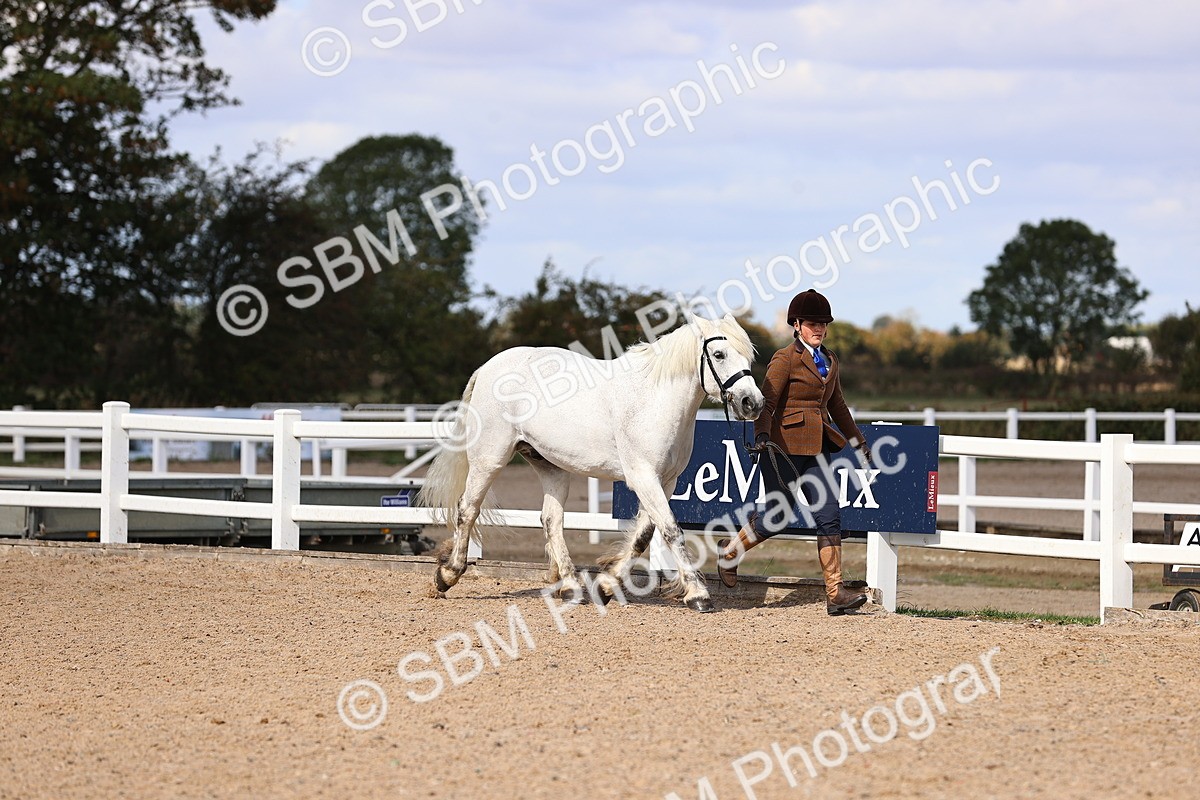SBM_14359 - Class 412 - Handsomest Gelding (IH or Ridden)Adult