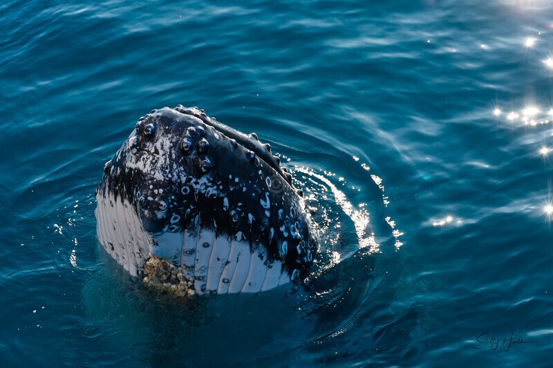 Spy Hop6 _16A7728 - Humpback Whales
