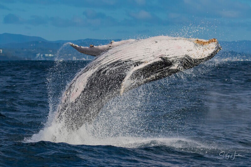 0A3A2453. Humpback Breach 3 - 2026 Whales