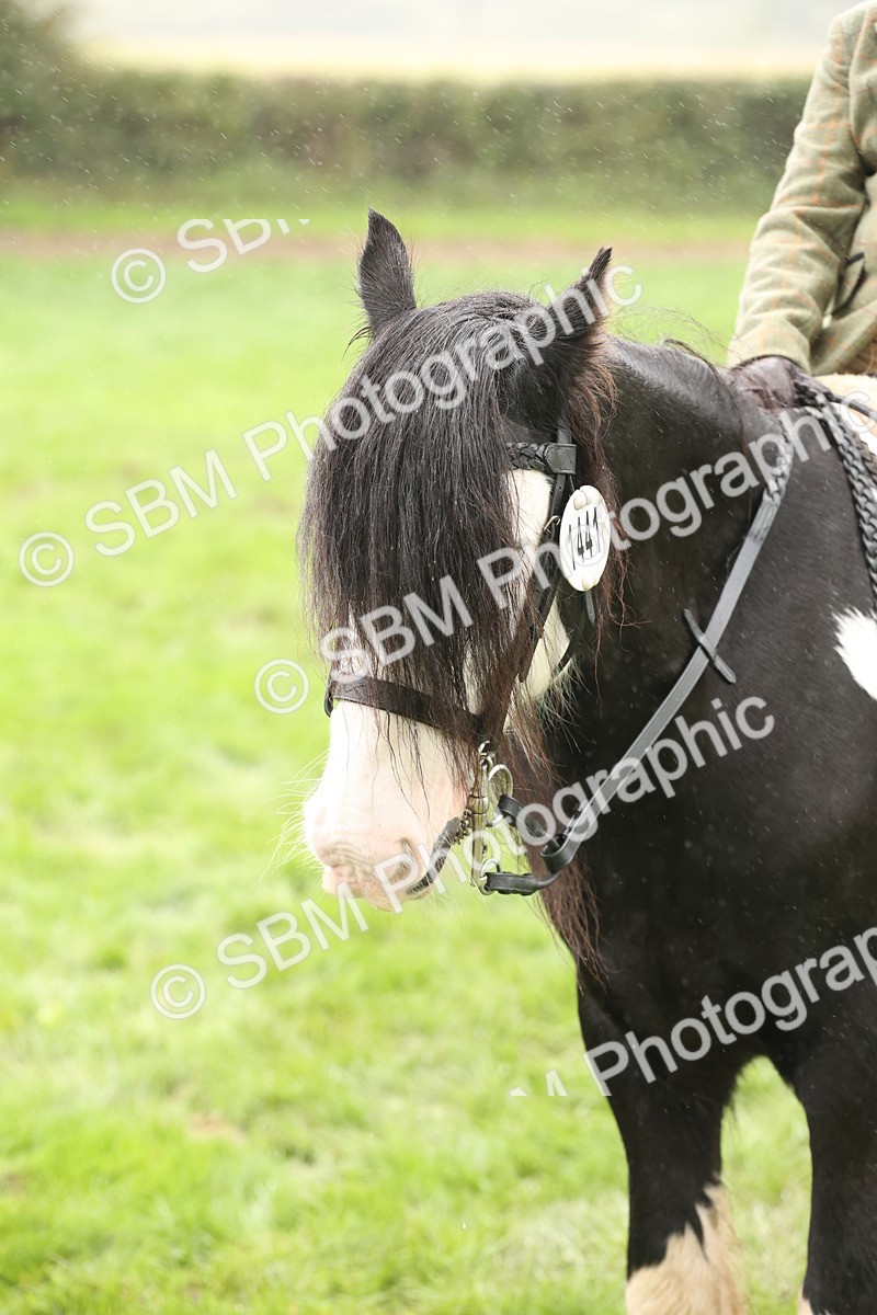 SBM_72778 - S70 - Traditional Cob Ridden