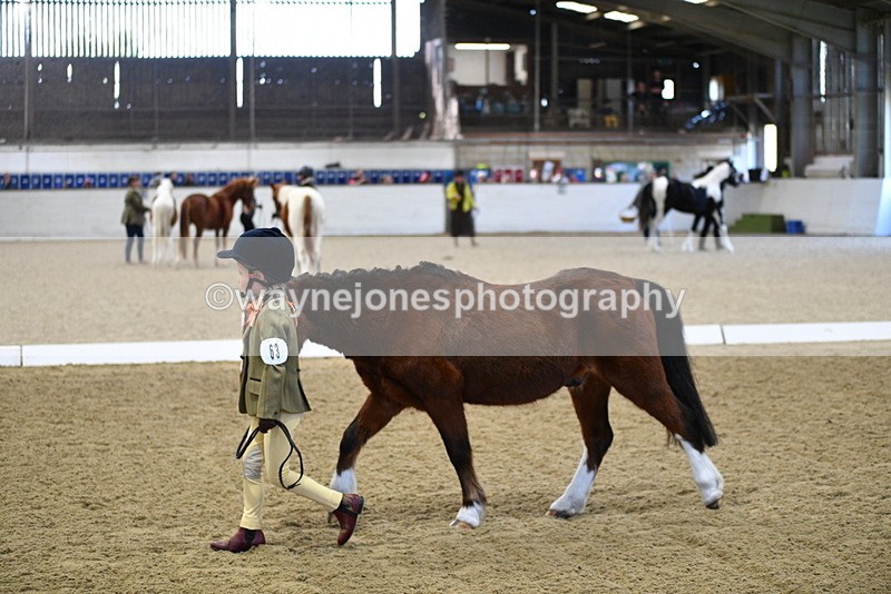 WJ5_3735 - Class 5 In Hand Veterans