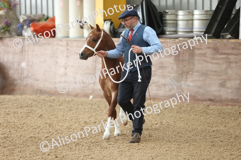 20251109-0502 - Class 18 - Yearling, Colt, Filly or Gelding