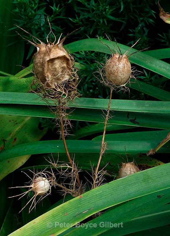 Seed head - Flora & Fauna