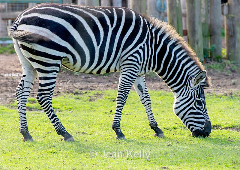 Zebra - DSC_1374 - Zebra
