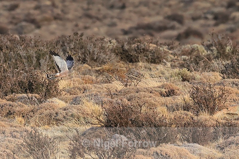 Cinereous Harrier (male) in flight, Torres del Paine, Chile - Cinereous Harrier