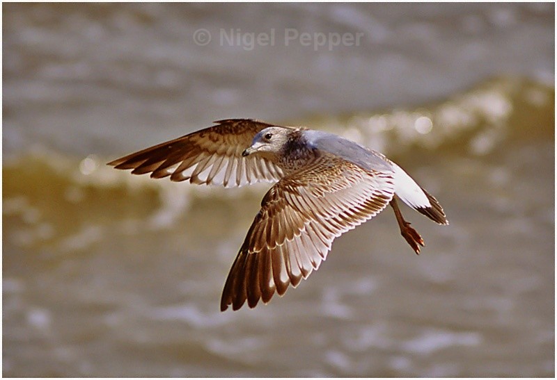 Perfect Pose - Gulls