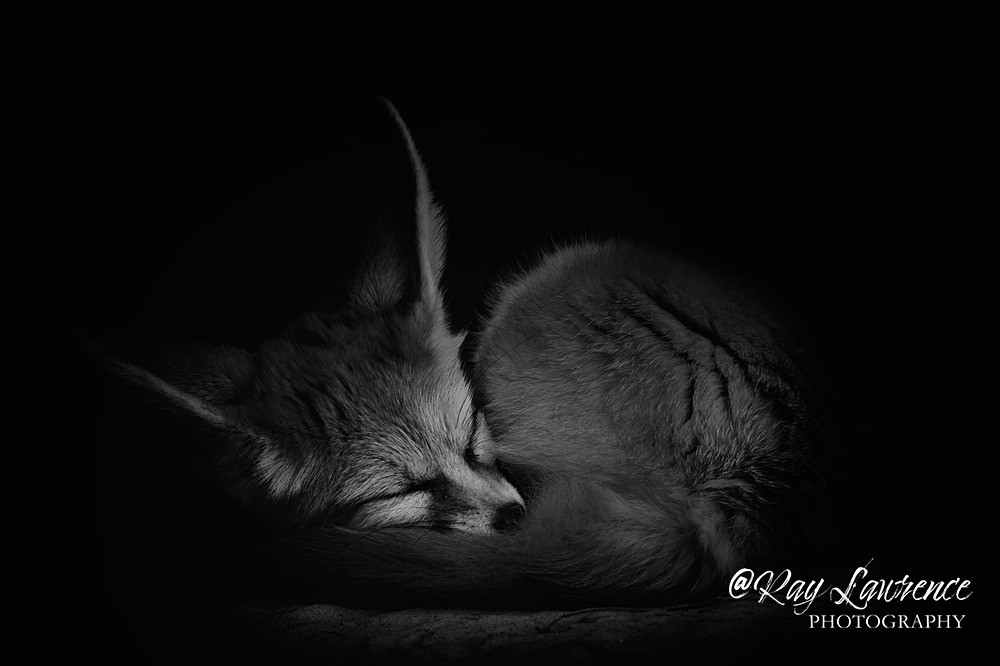 Fennec Fox -RLP_1160 - Monochrome Zoo