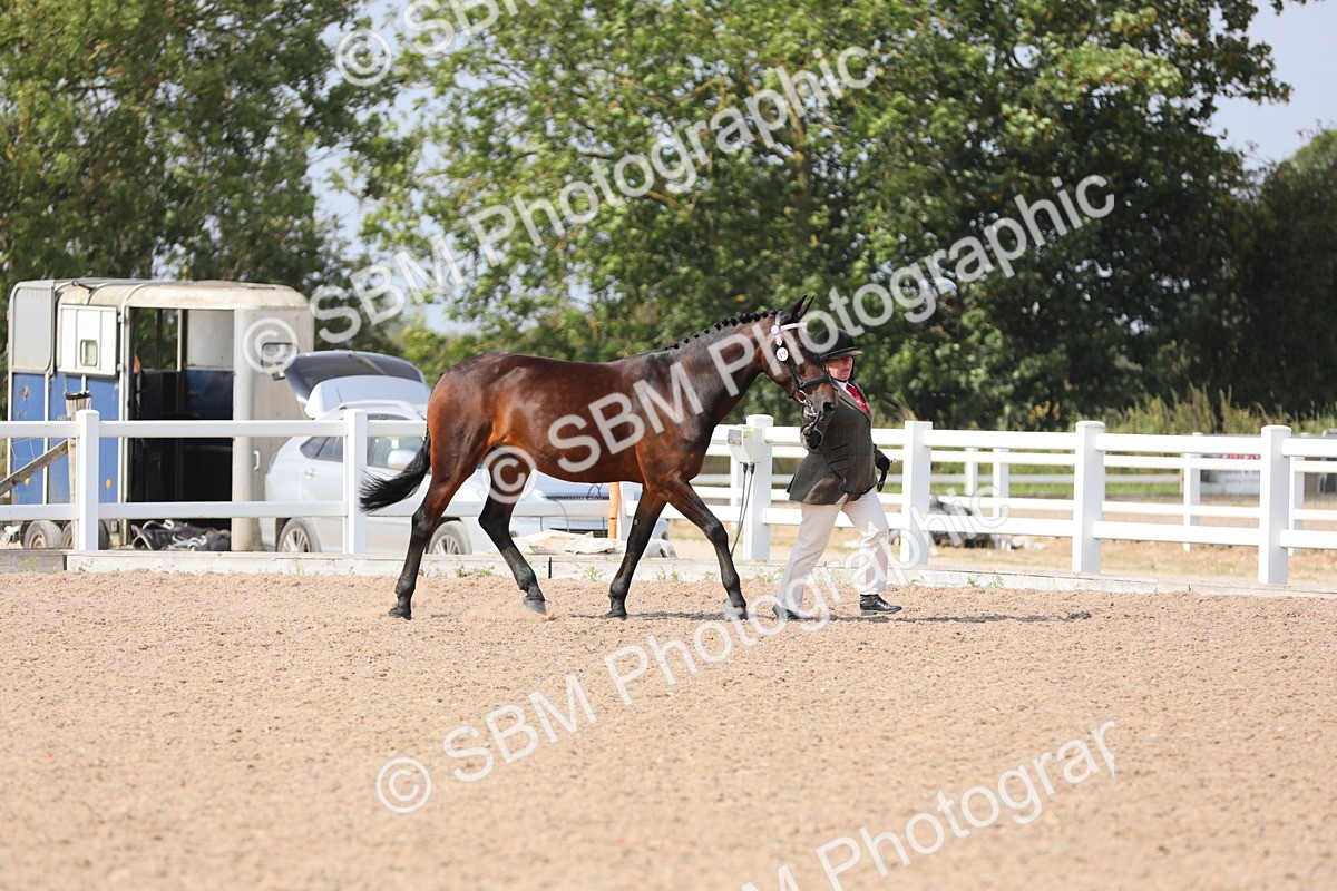 SBM_15680 - Class 312 IH Competition Horse/Pony
