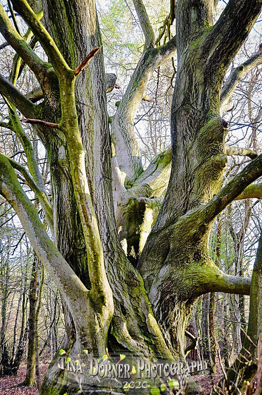 Majestic Beech - Spring & Summer in The Forest of Dean & Wye Valley and BLUEBELLS!