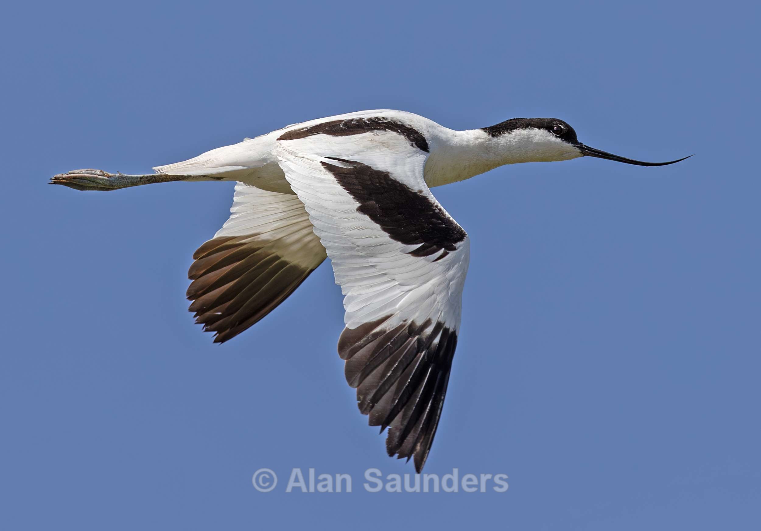 Pied avocet 1