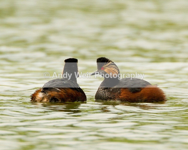20110416-IMG_3740 - Black-necked Grebe