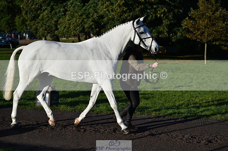 231022-091746-21677 - 651-RATHNAGREW.GREY.TEX-Nicola.Horsley-gubbins-TrotUp+SJ