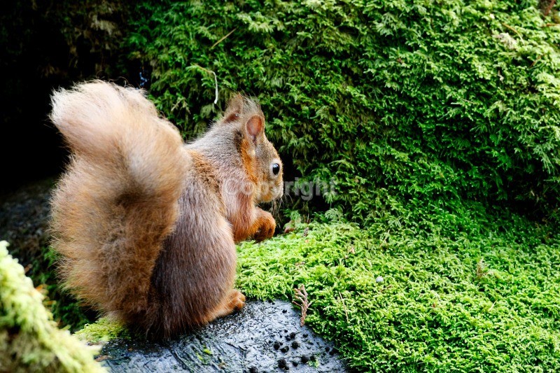 Red Squirrel 14 - Red Squirrel
